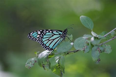 blue monarch butterfly stock image image  branch butterfly