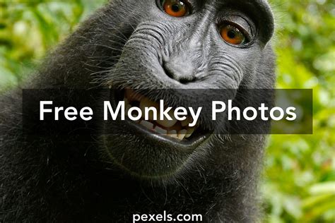 monkey  pexels  stock
