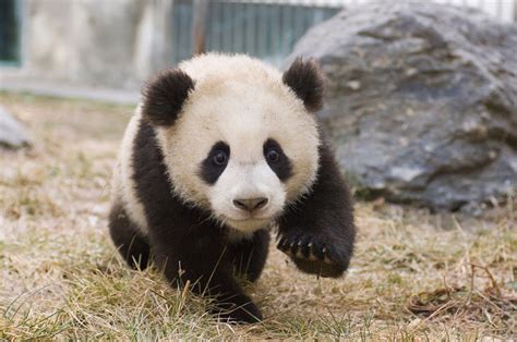 visit adorable baby cubs  chinas  panda center conde nast traveler