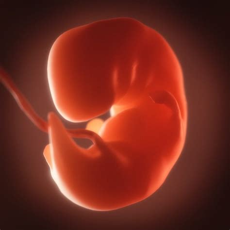 human embryo fetus growth human embryo human fetus