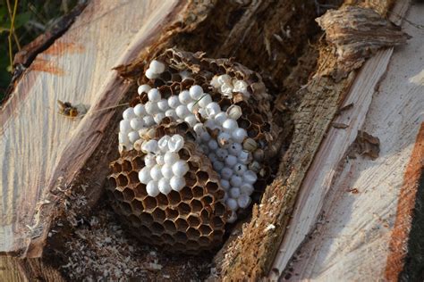 Scientists Eradicate The Third Asian Giant Hornet Nest In East Blaine