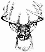 Coloring Whitetail Pages Buck Deer Color Printable Getcolorings Print sketch template