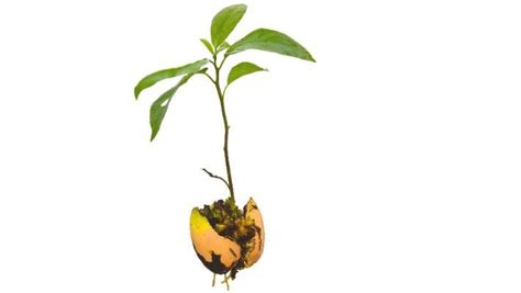 Grow Avocado Plant Care And Harvest Nz