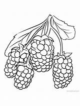 Blackberry Marionberry Cans Trailing Vines Often Blackberries sketch template