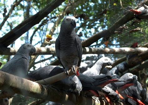 selfless african grey parrots get by with a little help from friends