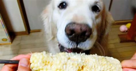 this pup sure does love her veggies it s almost too cute to handle cute videos