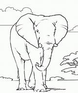 Coloring Pages Elephant African Printable Animals Color Animal Colouring Kids Outline Print Books Head Realistic Colour Drawings Draw Amazing Book sketch template