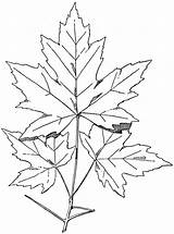 Maple Sugar Leaf Drawing Tree Line Japanese Clipart Spray Coloring Sketch Etc Pages Template Getdrawings Usf Edu Tiff Medium Original sketch template