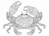 Crab Coloring Adults Vector Book Zentangle Illustration Preview sketch template