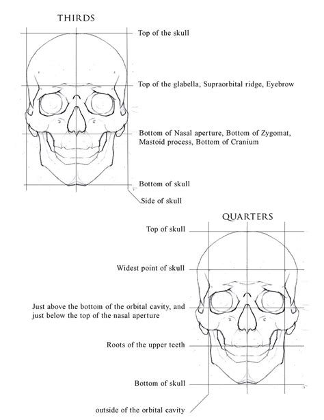 human skull drawing human anatomy drawing human body anatomy skulls