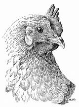 Chicken Drawings Pen Drawing Animal Inkt Coloring Rooster Oost Indische Ink Realistic Pencil Pages Bird Adult Tekenen Tekeningen Met Chickie sketch template