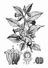 Belladonna Atropa Nightshade Deadly Illustrations Illustration Engraving Botany Plants Antique Stock sketch template