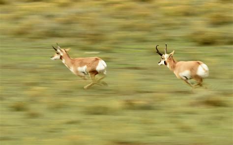 antelope conservation management montana fwp