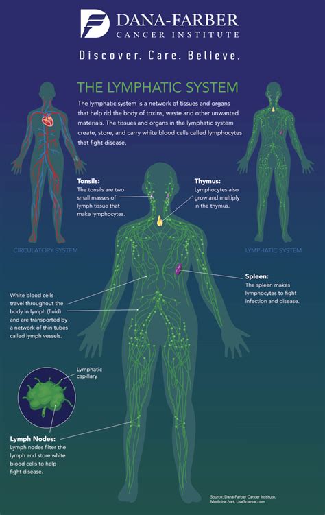 What Is The Lymphatic System [infographic] Dana Farber Cancer Institute
