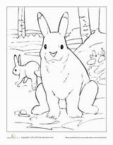 Hare Arctic Coloring 68kb 388px sketch template