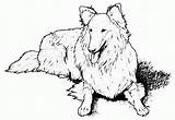 Kolorowanki Colouring Psy Puppies Pobrania Shetland Sheepdog Bestcoloringpagesforkids Coloringbay sketch template