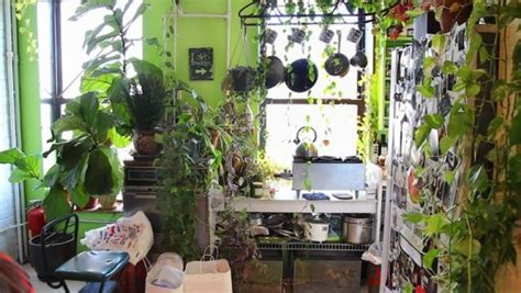 brooklyn apartment transformed  greenhouse filled