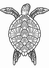 Tortoises sketch template