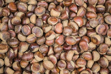 chestnut stock photo image  macro healthy chestnuttree
