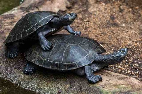 Can Tortoises And Turtles Mate