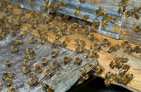 bijen op bijenkorf  stock foto image  horizontaal