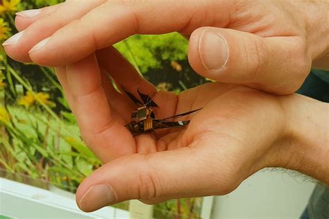 genetically modified dragonfly    smallest drone