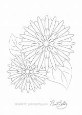 Coloring Flower Rudbeckia Adult Pages Printable Book Designlooter 76kb 474px sketch template
