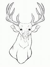 Deer Coloring Elk Getcolorings sketch template