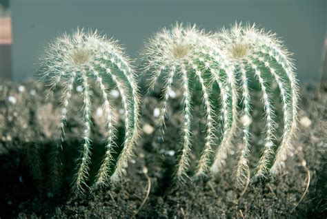 cactus    escape   frame   photo flickr