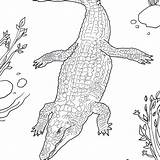 Crocodile Drawing Getdrawings Alligator American Nile sketch template