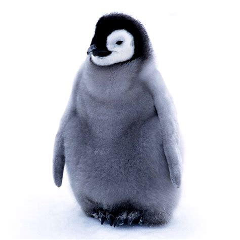 baby penguin birds photo  fanpop