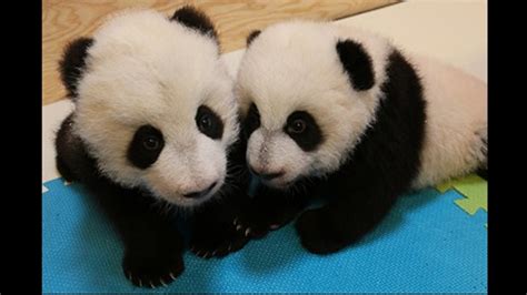 Dna Test Reveals Sex Of Twin Giant Panda Cubs At Toronto