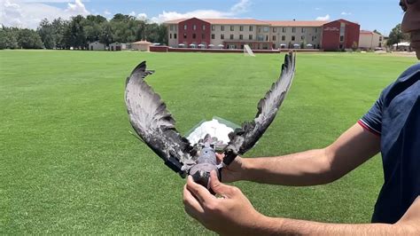 nature friendly drone birds   study energy conservation