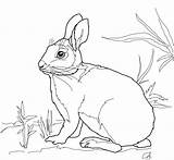 Kelinci Sketsa Marsh Cottontail Rabbits Taman Supercoloring Sindunesia sketch template