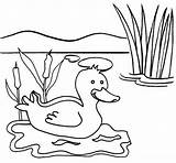 Duck Daddy Swimming Coloring sketch template