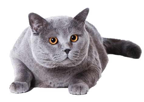 Fat British Shorthair Cat Png Clipart Background Png Play