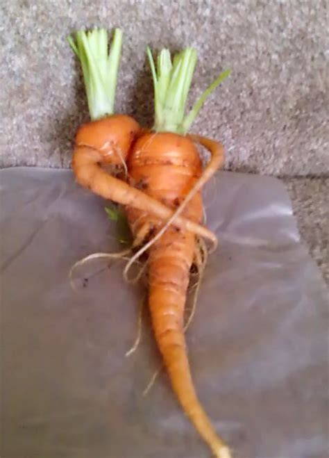 cuddling carrots stun green fingered grandmother metro news