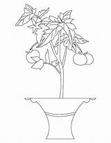 Plant Coloring Tomato Pages Plants Parts Colouring Drawing Trees Flowers Sheets Color Growing Getdrawings Printable Cliparts Getcolorings Sheet Popular Print sketch template