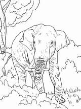 Elefanten Elefant Indischer Ausmalbilder Elefante Clipart Indio Creative Supercoloring sketch template