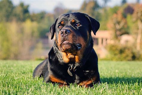 rottweiler breed information characteristics daily paws