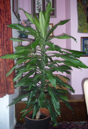 house plant grows