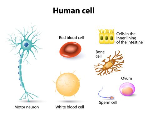 human cell atlas  international effort alttoxorg