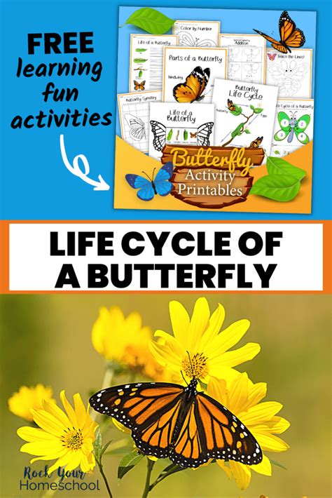 life cycle   butterfly worksheets  printables
