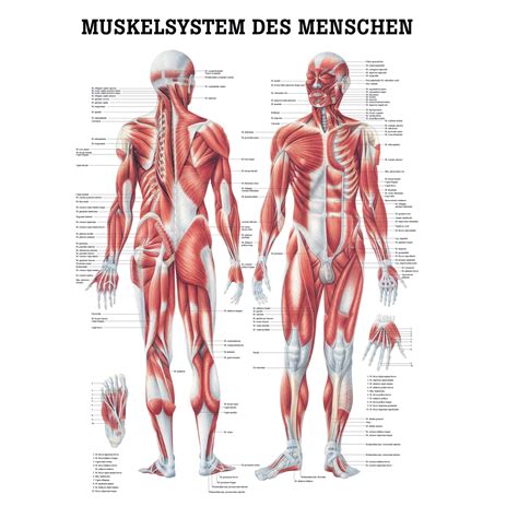 anatomische lehrtafel muskelsystem des menschen posterwissende