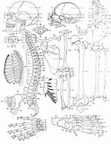 Coloring Pages Anatomy Skeletal System Human Bone Brain Bones Getcolorings Color Printable sketch template