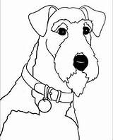 Terrier Airedale Welsh Dog Coloring Fox Pages Drawing Colouring Wire Face Off Eisenbraun Patty Artist Terriers Quilts Airedales Visit Template sketch template