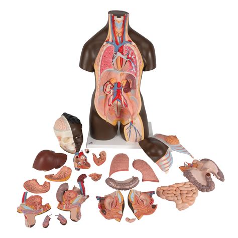 Human Torso Model Life Size Torso Model Anatomical Teaching Torso