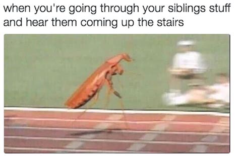 107 of the funniest sibling memes to share with your brother or sister