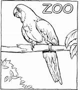 Disimpan Burung Macaw sketch template
