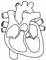 Heart Human Outline Drawing Printable Getdrawings sketch template